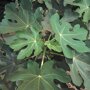 Ficus carcia (op stam) blad